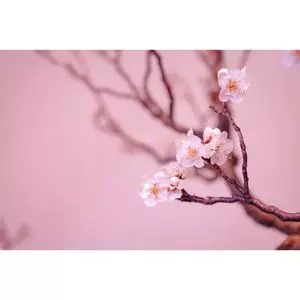 慶雲館