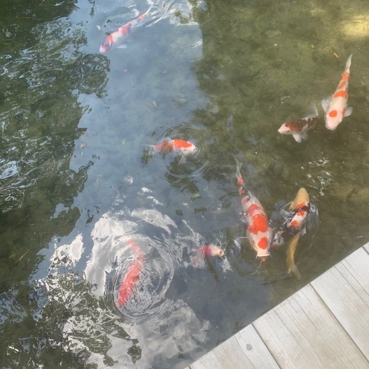 影の戦闘隊さんが投稿した花園亭（栗林公園内）に関する口コミの画像
