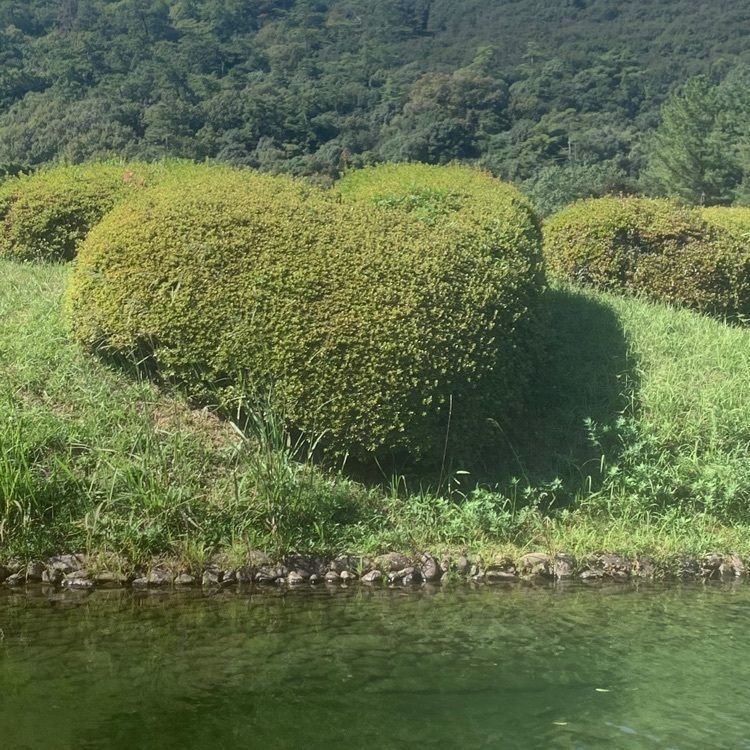 影の戦闘隊さんが投稿した花園亭（栗林公園内）に関する口コミの画像