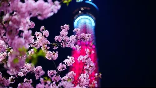 東京スカイツリータウンの庭