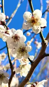 宝登山梅百花園