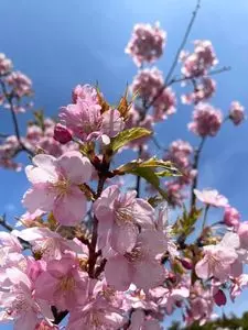 笠戸島家族旅行村