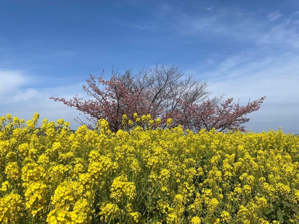みーなさんが投稿した笠戸島家族旅行村に関する口コミの画像