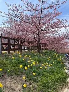 城山歴史公園／河津桜