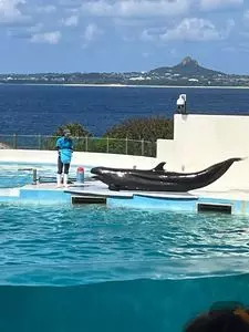 オーシャンブルー（Ocean Blue）