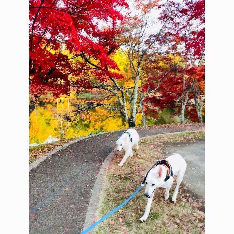wonderful_street_830dさんが投稿した蓼科ブライトンホテルに関する口コミの画像