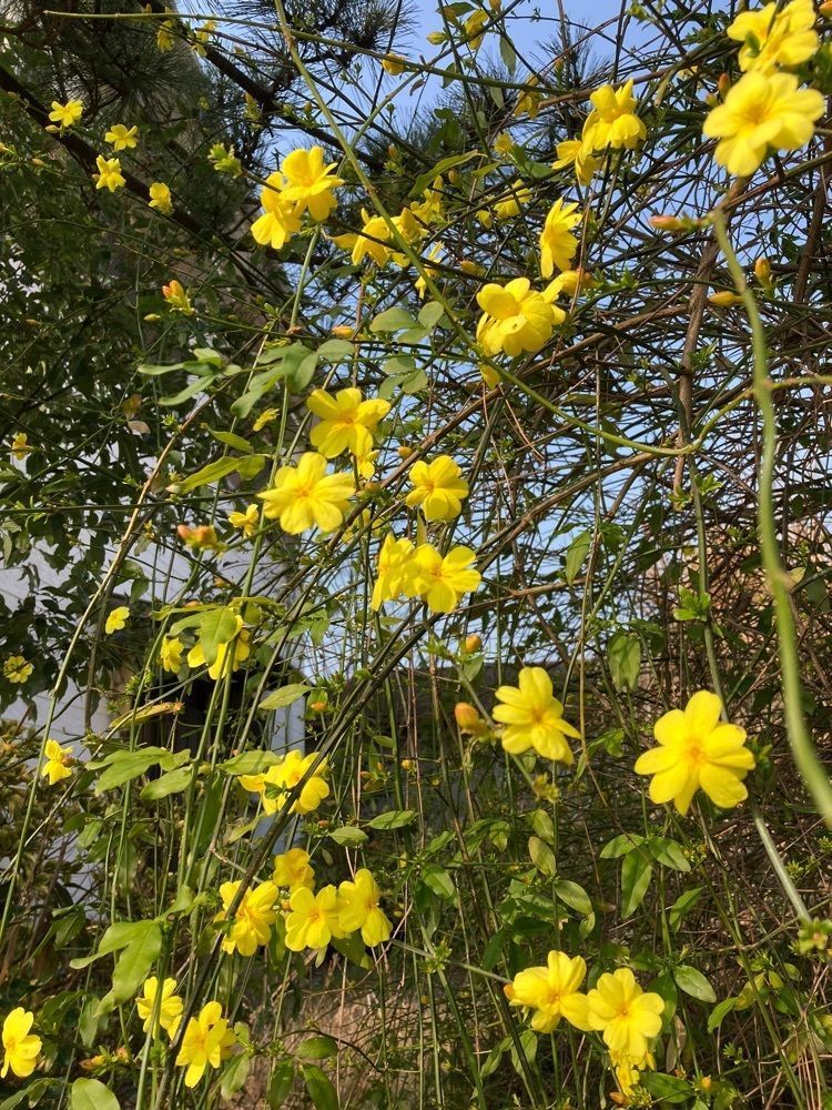 Howl Monさんが投稿した北山に関する口コミの画像
