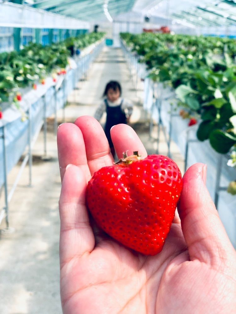 ま̤̮き̤̮さんが投稿したラピュタファームに関する口コミの画像