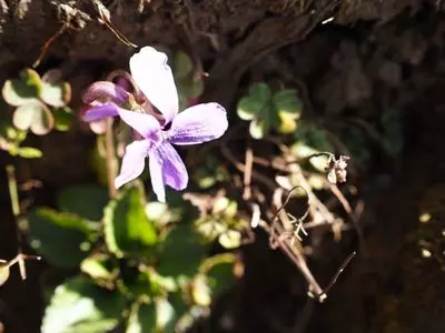 高草山