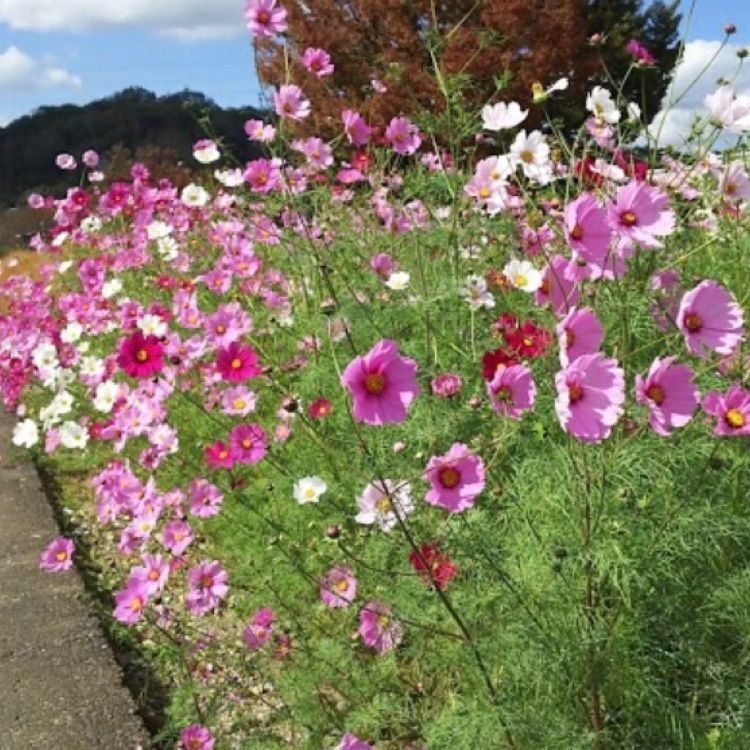 ＤＪゴン太さんが投稿した道の駅 紀の川万葉の里に関する口コミの画像