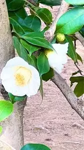 中院
