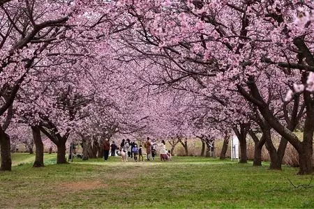 北浅羽桜堤公園