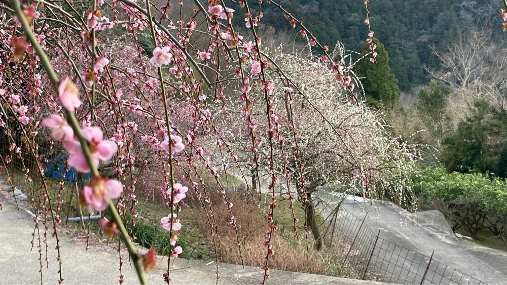 みぃさんが投稿した美郷の梅に関する口コミの画像