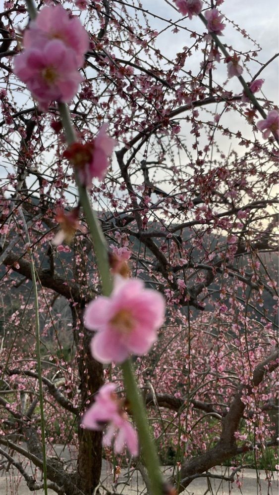 みぃさんが投稿した美郷の梅に関する口コミの画像