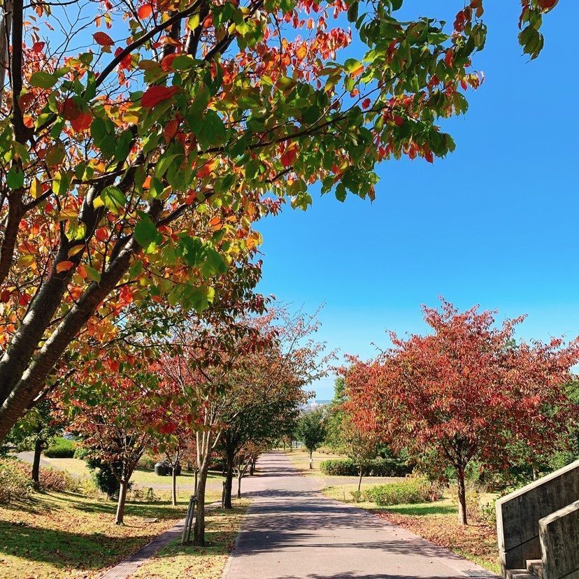 MIEさんが投稿した大乗寺丘陵公園に関する口コミの画像