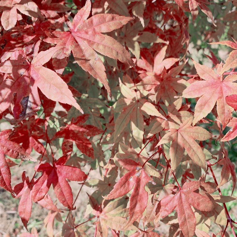 MIEさんが投稿した大乗寺丘陵公園に関する口コミの画像