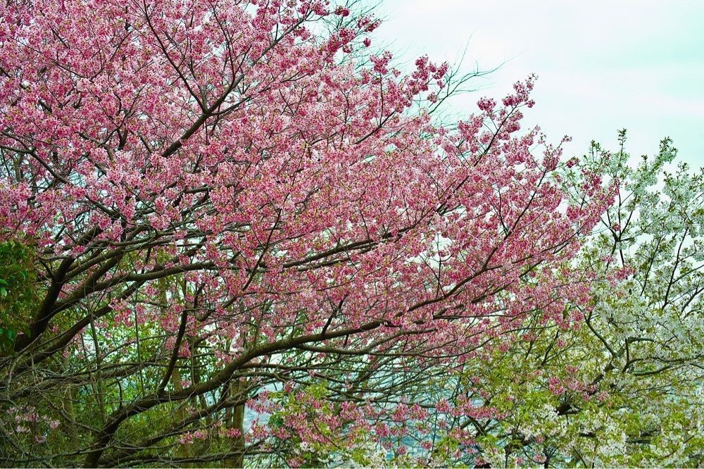 junkunさんが投稿した西平公園展望所に関する口コミの画像