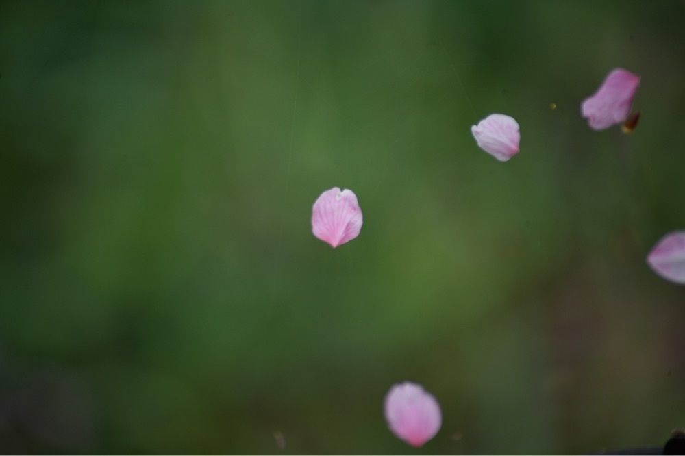 junkunさんが投稿した西平公園展望所に関する口コミの画像