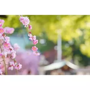 屯倉神社