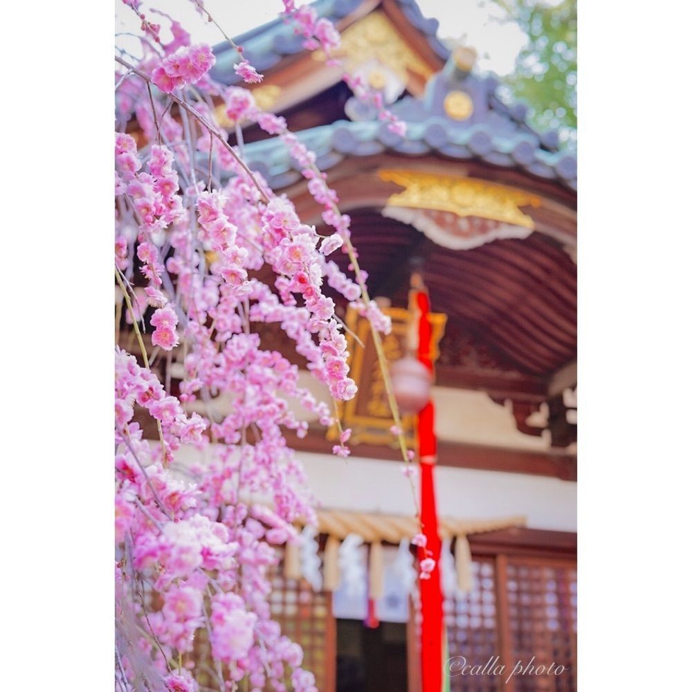 urban_garden_243aさんが投稿した屯倉神社に関する口コミの画像