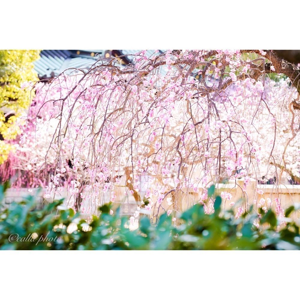 urban_garden_243aさんが投稿した屯倉神社に関する口コミの画像