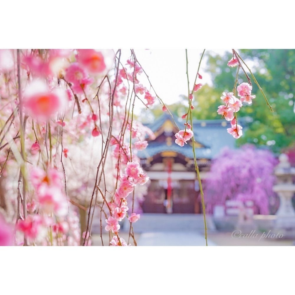 urban_garden_243aさんが投稿した屯倉神社に関する口コミの画像