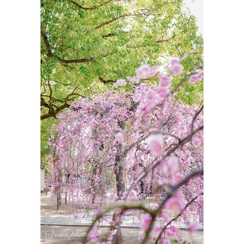 urban_garden_243aさんが投稿した屯倉神社に関する口コミの画像
