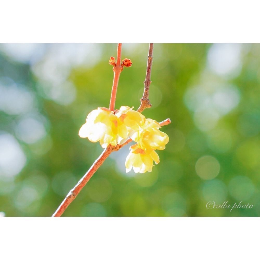 urban_garden_243aさんが投稿した屯倉神社に関する口コミの画像