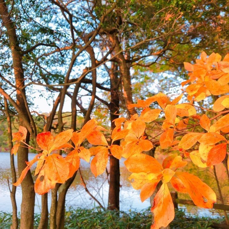 vast_park_c887さんが投稿した根の上高原に関する口コミの画像