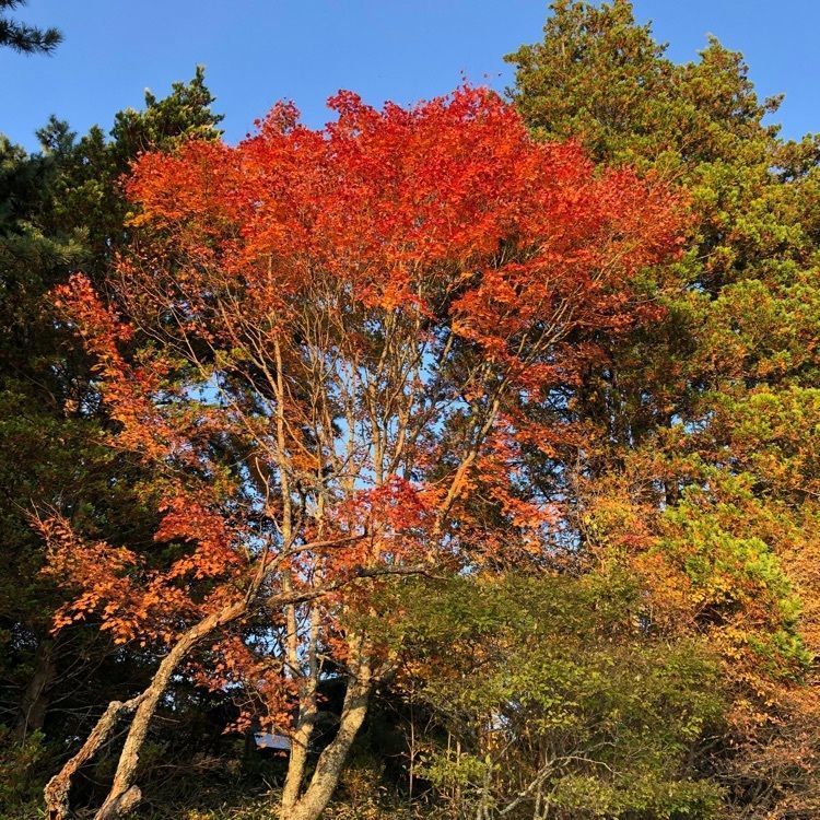 vast_park_c887さんが投稿した根の上高原に関する口コミの画像