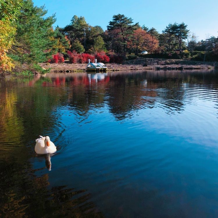 vast_park_c887さんが投稿した根の上高原に関する口コミの画像