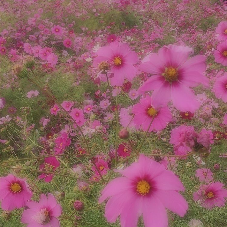 ✩.*˚hiromi✩°｡⋆さんが投稿したコスモスパーク北野に関する口コミの画像
