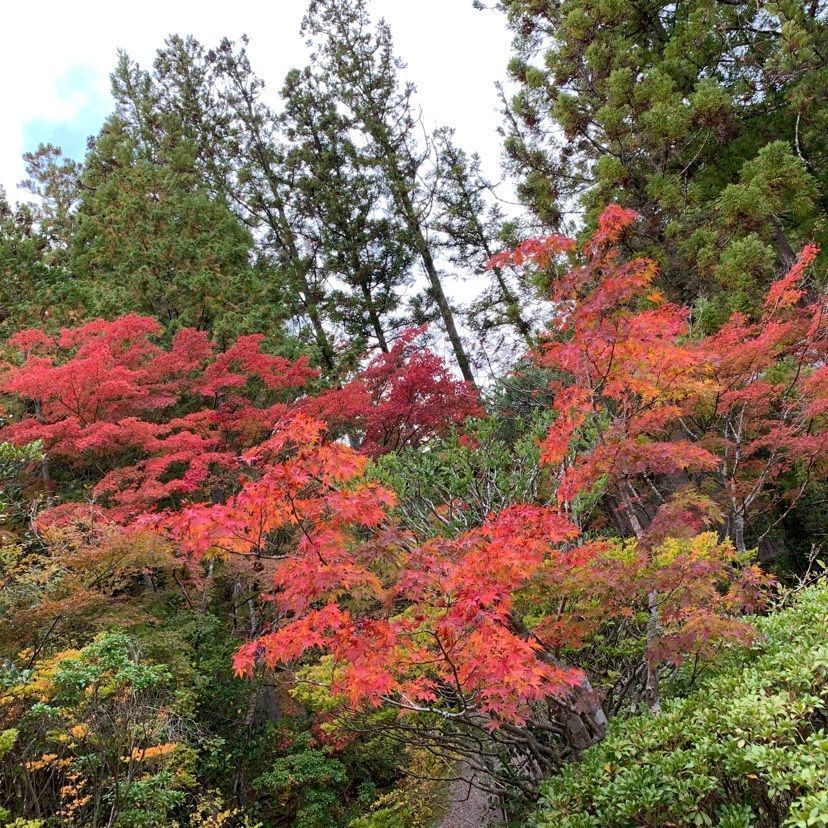 ステップさんが投稿した円成寺（奈良県奈良市）に関する口コミの画像