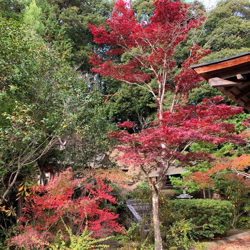 ステップさんが投稿した円成寺（奈良県奈良市）に関する口コミの画像