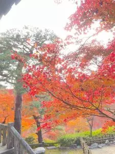 東福寺 光明院