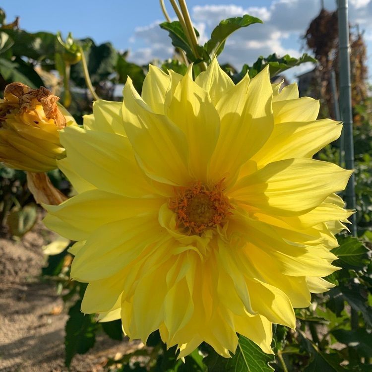 blossom&C7の画像