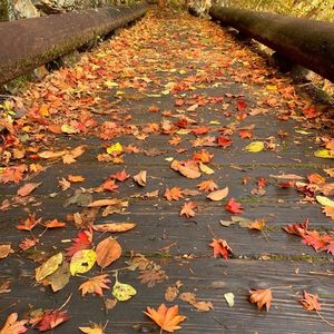 龍王峡自然研究路 5枚目