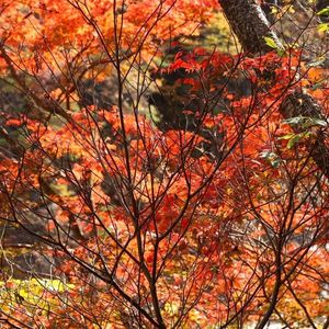 龍王峡自然研究路 6枚目