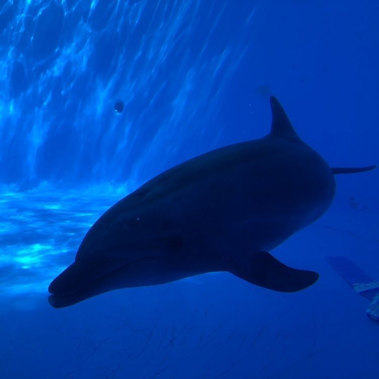 ノリさんが投稿した九十九島水族館 海きららに関する口コミの画像