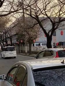 常盤平さくら通り 1枚目