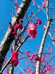修善寺梅林 1枚目