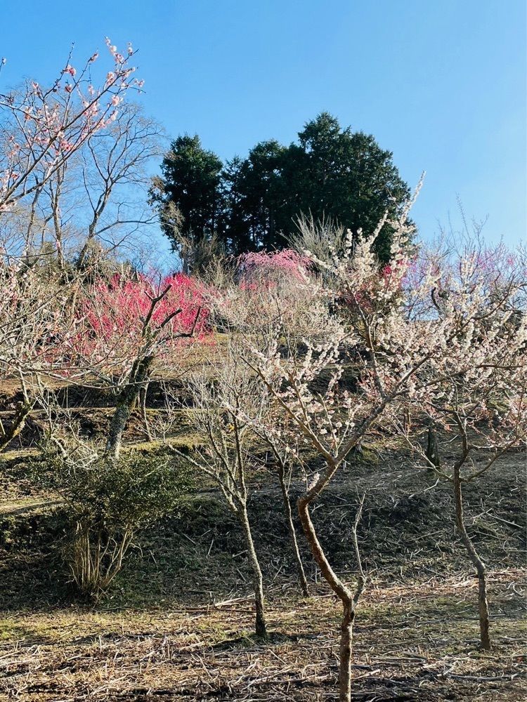 けんけんさんが投稿した修善寺梅林に関する口コミの画像