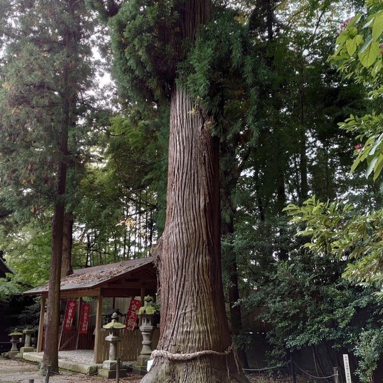 ＤＪゴン太さんが投稿した鹿嶋神社に関する口コミの画像