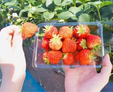 タカギ農場【いちご狩り】