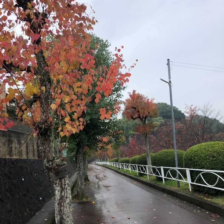 レティシアさんが投稿した大和朝倉駅に関する口コミの画像
