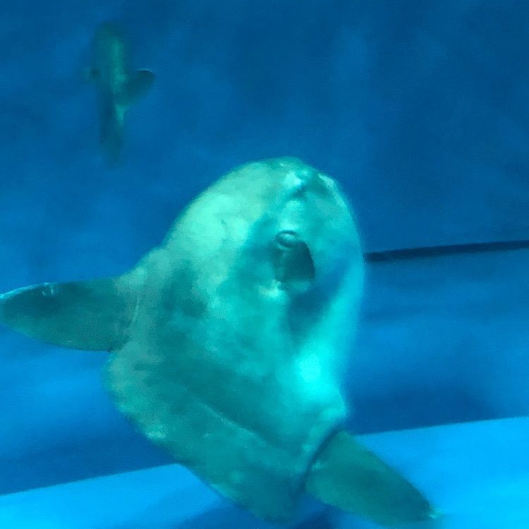 formal_site_24c8さんが投稿した谷藤水産 アクアワールド茨城県大洗水族館店に関する口コミの画像