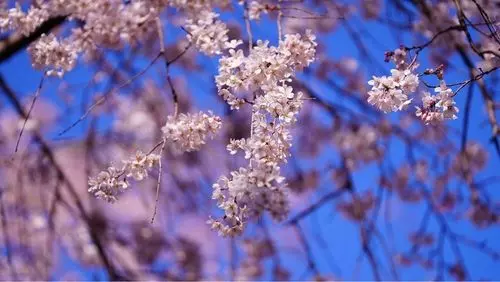 六義園 心泉亭
