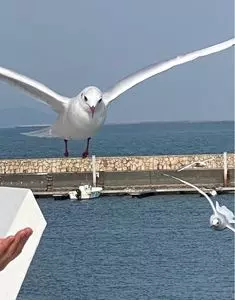 富士山清水みなとクルーズ