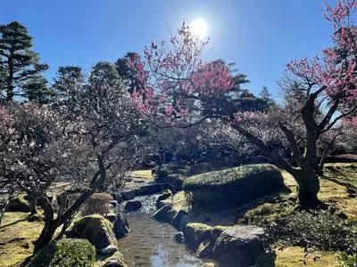 兼六園の梅