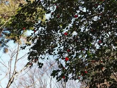 足助神社